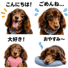 Sora the Dachshund Daily Stickers