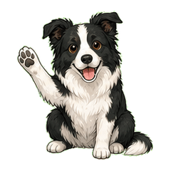 Everyday Black & White Border Collie