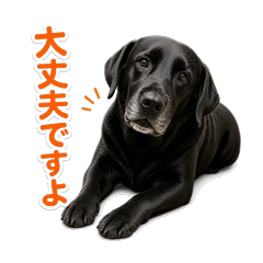 Everyday Black Lab