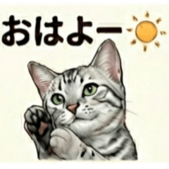 Cats - Felis catus - 1