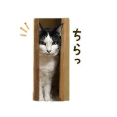Shy Tuxedo Cat Sabu Stickers