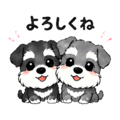 Cute Miniature Schnauzer2