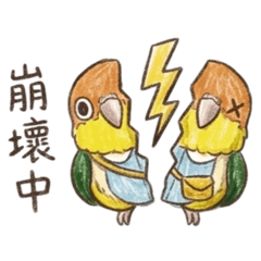 凱克鸚鵡阿迪的反差萌日常