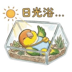 凱克鸚鵡阿迪的蹦迪日常