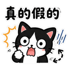 家貓Afu的日常對話2