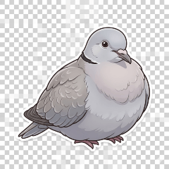 斑鳩安安
