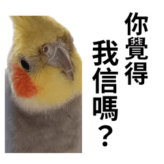 我家玄鳳和鸚鵡好可愛-日常+搞笑用語