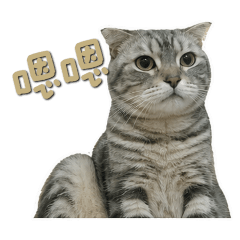 寶寶～喵