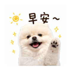 白博美阿賊的閒話家常