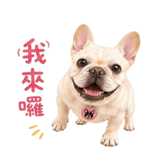 肉包小妞の日常撒嬌語錄【第2彈】