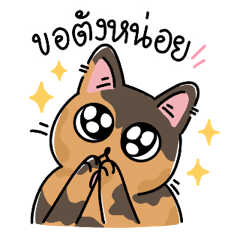 Sammy calico cat