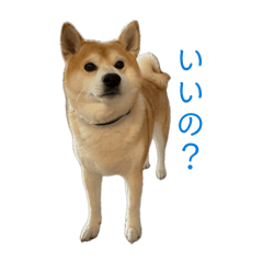 Shiba Saburo_20260506065905