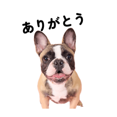 Aloha:French bulldog