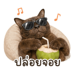 Cat with good taste