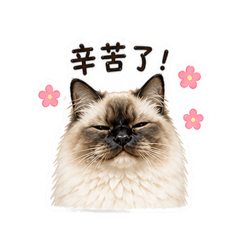 Q版巴古