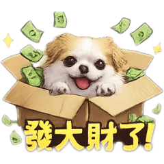 喬比萌萌日常