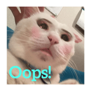 Yume the wrinkly ear cat