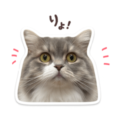 nyan lab_20260506064050