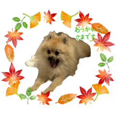 It's a cute Pomeranian.