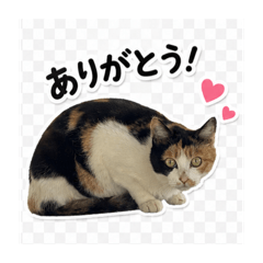 iyo_20260506152810