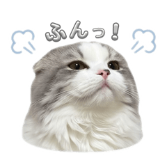 Chii_20260506152721