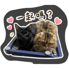 琪家五寶貝