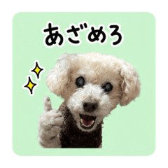 Chii_20260506152855