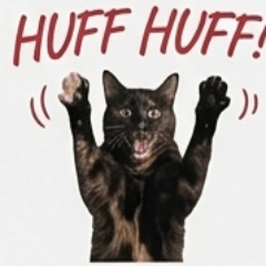 angry-cat!