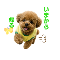 xvho_20260506155920