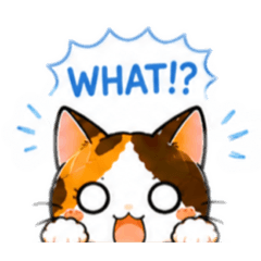 Curly Tail Calico Reactions