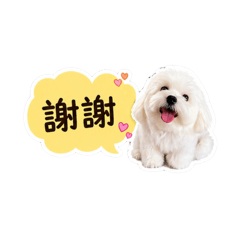 壯壯小狗日常
