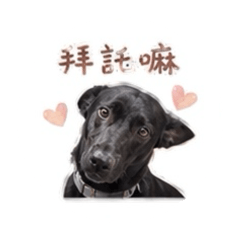 房抖宅兒
