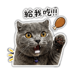 襪襪喵喵
