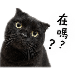 珍珠の日常愛睡覺