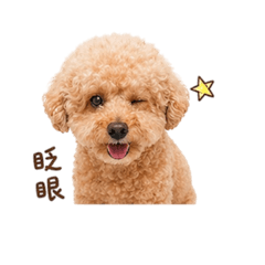 林胖迪