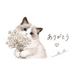 Fluffy Ragdoll Cat: Soft Days