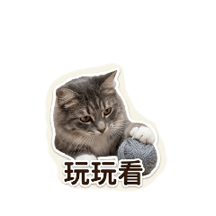 Nova小貓