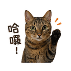 林Money