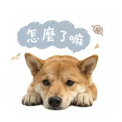 可愛的柴犬發財