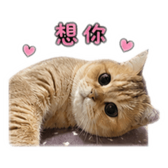 Duffy Chiu