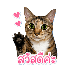 Ninie_20260428151917