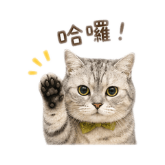 酷洛洛日常用語