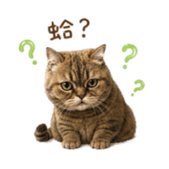 我的貓咪2