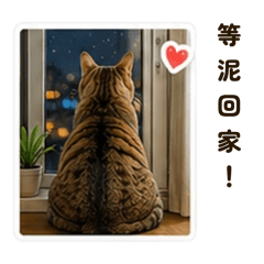 阿醬Cat