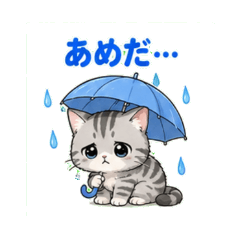 American Shorthair's Summer Days
