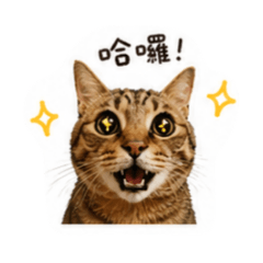胖胖醬日常