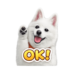 pom_20260506161902