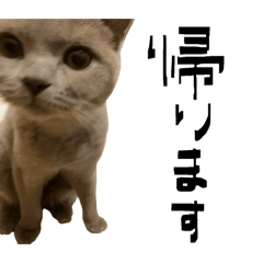 Kelico_20260506162159