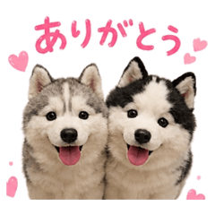 yuzumikan_20260506162502