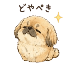 Pekitto Pekingese